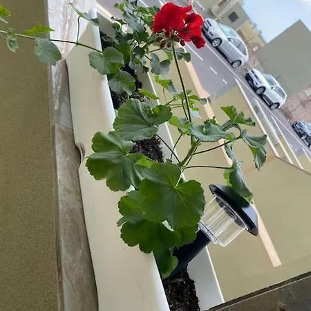 Casa Orquidea 別荘 *