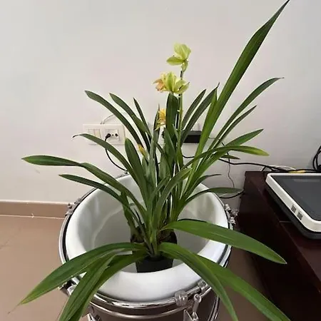 Casa Orquidea プエルト・デル・ロサリオ